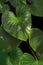 Green leaves [Homalomena rubescens Kunth] in heart shaped growing on black background in vertical frame