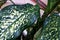 Green leaves of a home plant closeup dieffenbachia picta