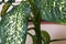 Green leaves of a home plant closeup dieffenbachia picta