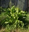 Green leaves of horseradish plant