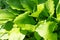 Green leaves of hosta. Bush of hosta. Close up green leaves. Plants background