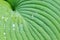 Green leaves of hosta. Bush of hosta. Close up green leaves. Plants background