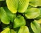 Green leaves of hosta. Ornamental plant in the garden