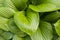 Green leaves Hosts in summer. Ornamental garden plant. Large green leaves hosta background