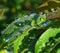 Green leaves of Hypericum with dew drops under morning sunshine.