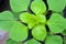 Green leaves of  Indian nettle.