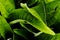 Green leaves of Inula Helenium - Elecampane - closeup