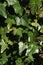 Green leaves on ivy, hedera helix, plant in sunshine