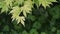 Green leaves, Japanese maple branch, Acer, HD footage