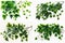 Green leaves Javanese Treebine or Grape ivy cissus Jungle Vine hanging ivy plant shrub on white background - photo collage