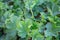 Green leaves of Lady`s mantle Alchemilla vulgaris background