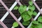 Green leaves on lattice of pergola