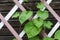 Green leaves on lattice of pergola