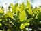 Green leaves of laurel tree close up outdoors