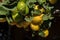 Green leaves and lemons branch at israeli farm