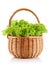 Green leaves lettuce in the basket