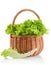 Green leaves lettuce in the basket