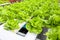 Green leaves lettuce salad plant in hydroponics vegetables farm system