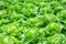 Green leaves lettuce salad plant in hydroponics vegetables farm system