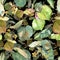 Green leaves linden. Leaf plant botanical garden floral foliage.Seamless background pattern.