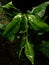 Green leaves look fresh in the splash of water