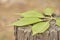 Green Leaves lying on tree trunk