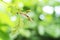 Green leaves macro close up with bokeh line backgrounds