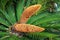 Green leaves and male cone of Cycas revoluta, a species of gymnosperm in the family Cycadaceae. Cycas is a genus of plants