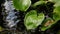 Green leaves marsh calla