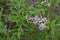 Green leaves and mauve flowers of Daphne in June