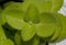 Green leaves of Mexican mint Coleus amboinicus. The plant is also known as the Cuban oregano, Indian borage, Indian mint,