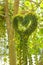 Green leaves of million heart tree