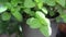 Green leaves mint hanging plant pot