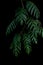 Green leaves of Monstera philodendron plant growing in wild, the