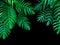 Green leaves of Monstera philodendron plant growing in wild, the