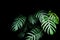 Green leaves of Monstera plant growing in wild, the tropical for