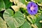 Green leaves and morning glory, ipomea purpurea open flower.