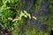 Green leaves, moss and lichen on big tree trunk in lush japanese