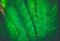 Green leaves nature background concept creative made