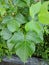 Green leaves on nature. Erythrina subumbrans leaves