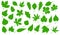 Green leaves, nature tree leaf icons