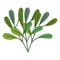 Green leaves nature vegetation isolated icon design