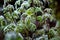 Green leaves of nettle covered with frost. The first frost in th