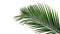 Green leaves of nipa palm or mangrove palm Nypa fruticans trop