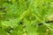 Green leaves of an oak. Summer deciduous wood, closeup