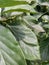 The green leaves of the old avocado tree are shiny. It is a single type, the elongated leaf rounded.