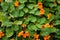Green Leaves And Orange Flowers Of Tropaeolum Plant In Garden. Medicinal Plant