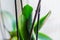 Green leaves of orchid flower after spraying. home gardening