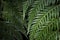 Green Leaves of Oriental Chain Ferns, Woodwardia orientalis Sw. in Dark Tone Color Natural Pattern Background