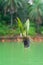 Green leaves, ornamental hanging plant, Dischidia tree in dry coconut husk hanging outdoor near the lake
